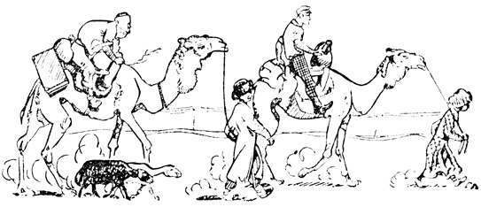 Семь дней верблюды тащили через пустыню новоявленных шейхов