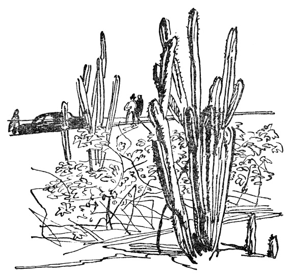 Громадное поле кактусов